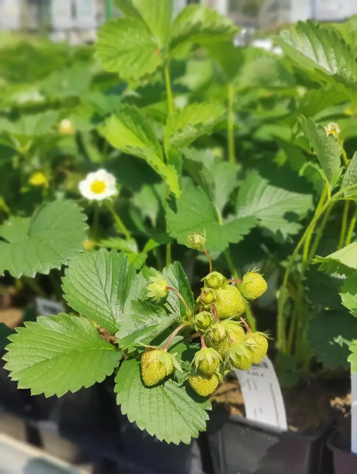Puutarhamansikka Falco ø9 cm - Marjapensaat ja viiniköynnökset - 21847 - 1