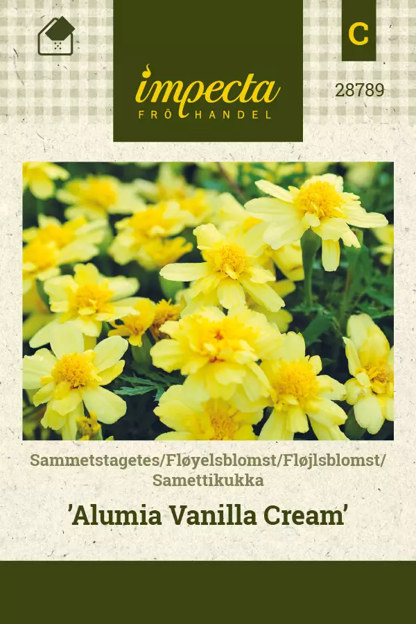 Samettikukka Alumia Vanilla Cream - Kukkien ja koristeheinien siemenet - 7332756287897 - 0