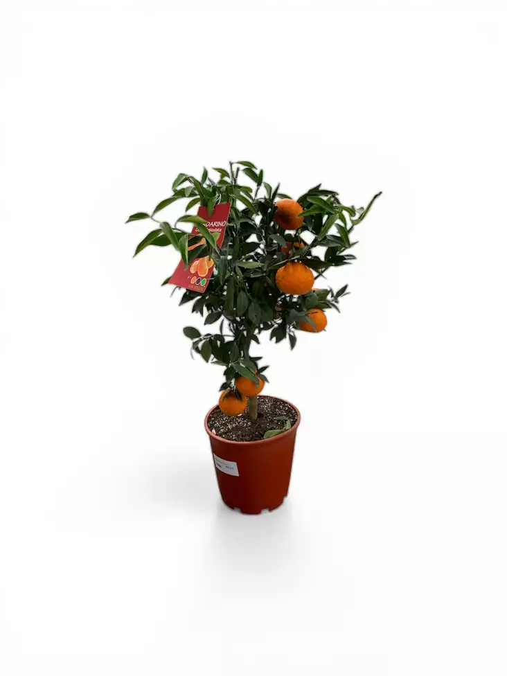 Sitrus Mandariini ø20 cm - Kesä- ja kausikukat - 200127 - 1
