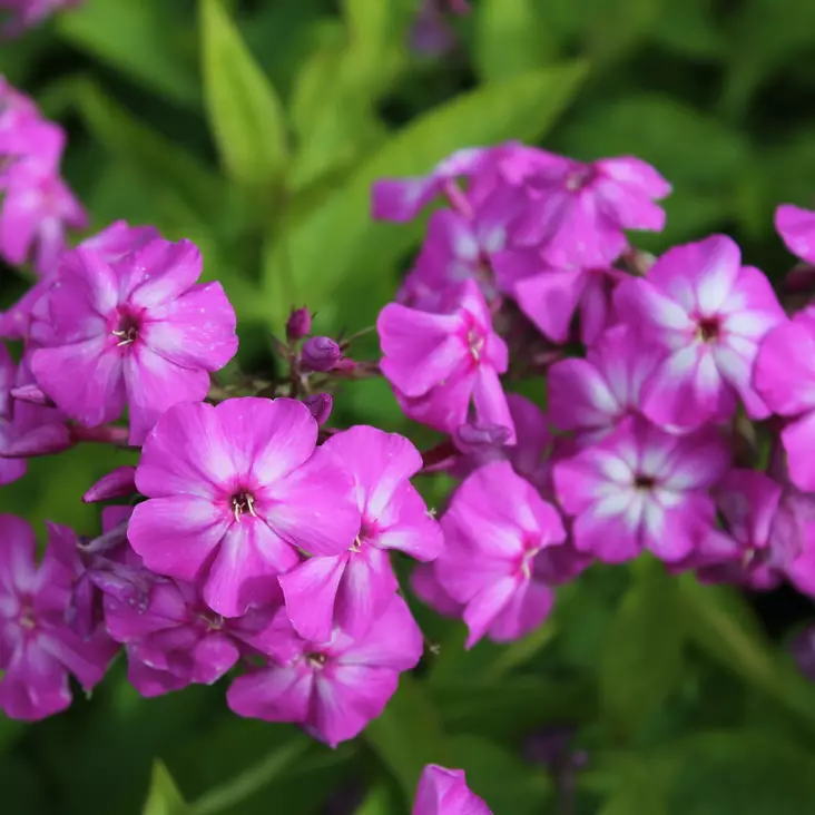 Syysleimu Osmo Heikinheimo - Perennat - 74117 - 1