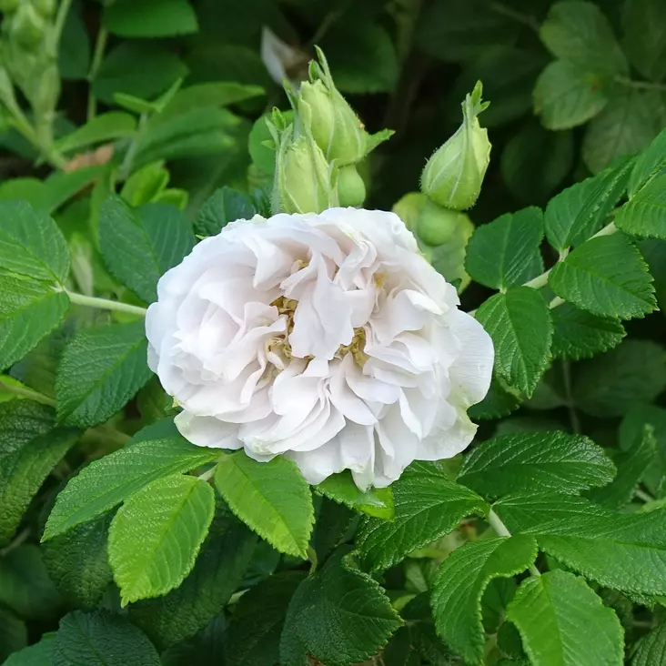 Tarhakurtturuusu Blanc Double de Coubert - Puistoruusut - 28087 - 1