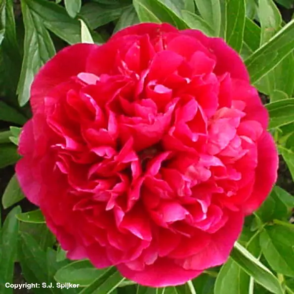 Tarhapioni Rubra Plena - Perennat - 73967 - 1