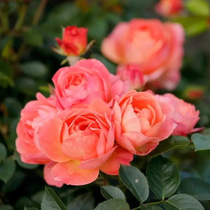 Tertturuusu Amber Bay - Ryhmäruusut - 31277 - 1