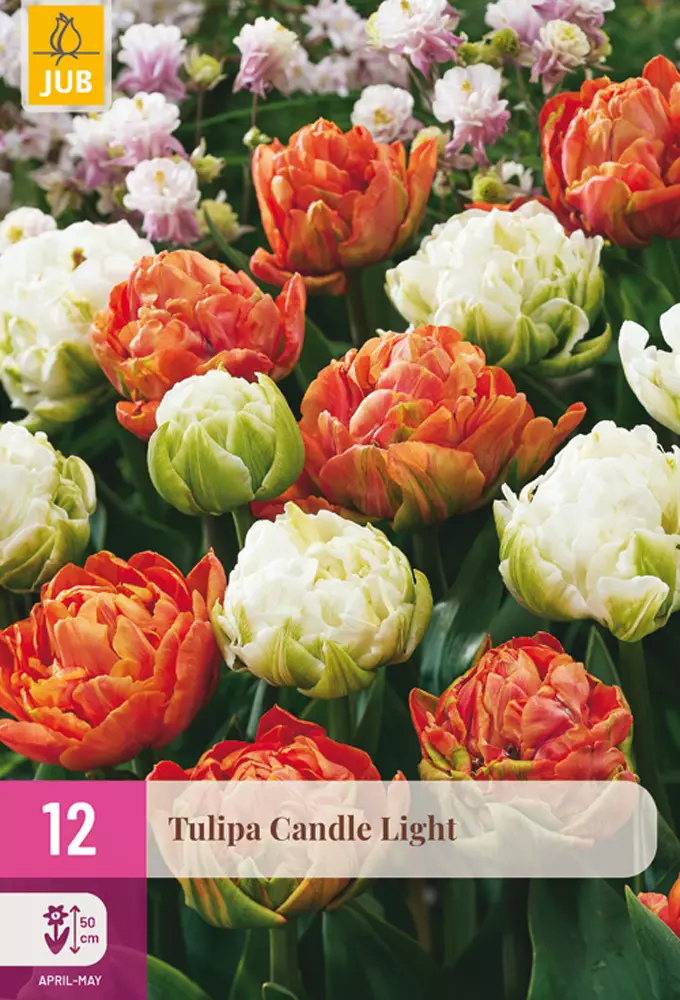 Tulppaani Candle Light 12 kpl/pkt - Tulppaanit - 8720873007907 - 1