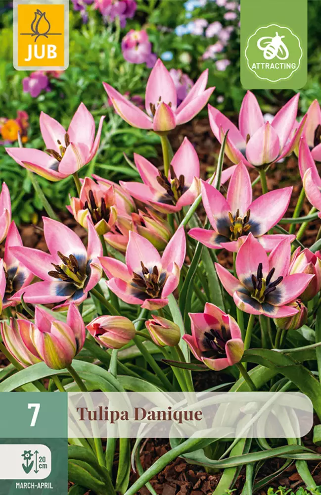 Tulppaani Danique 7 kpl/pkt - Tulppaanit - 8712438997877 - 1