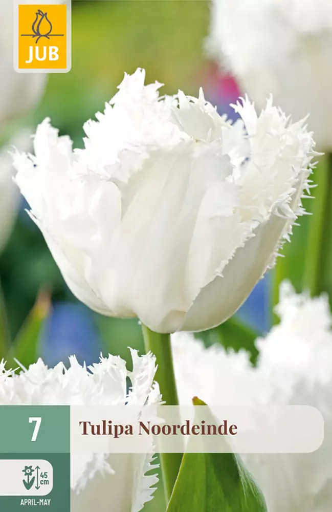 Tulppaani Noordeinde 7 kpl/pkt - Tulppaanit - 8712438988967 - 1