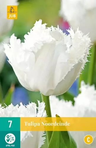 Tulppaani Noordeinde 7 kpl/pkt - Tulppaanit - 8712438988967 - 1