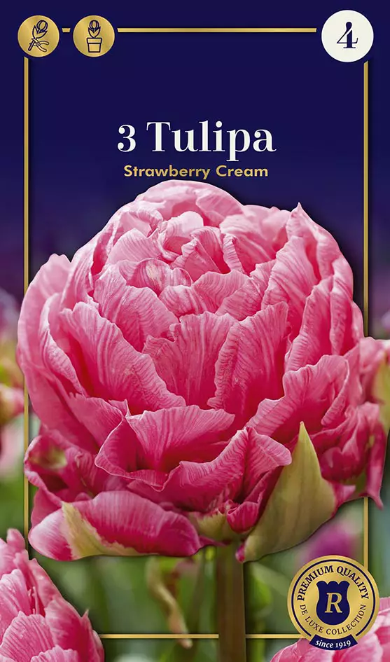 Tulppaani Strawberry Cream 3 kpl/pkt - Tulppaanit - 8711148252467 - 1