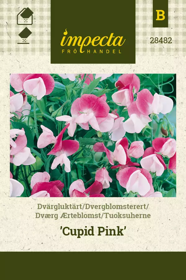 Tuoksuherne Cupid Pink - Kukkien ja koristeheinien siemenet - 7332756284827 - 0