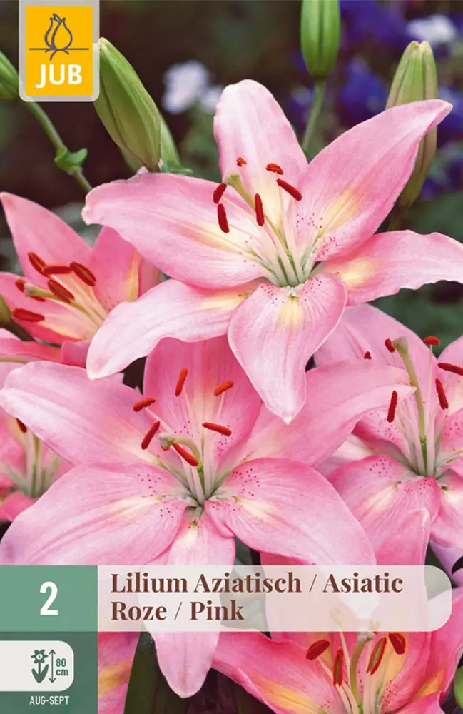 Värililja Asiatic Pink 2 kpl/pkt - Liljat - 8712438520907 - 1