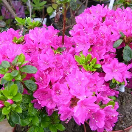 Japaninatsalea Kermesina - Alppiruusut ja atsaleat - 3578 - 1