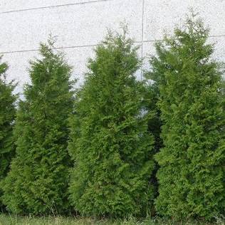 Kartiotuija Brabant 160-180 Pa - Havupuut - 62308 - 1