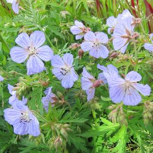 Kyläkurjenpolvi Mrs. Kendall Clark - Perennat - 72258 - 1