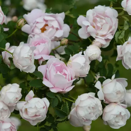 Morsionruusu Juhannusmorsian - Puistoruusut - 2688 - 1