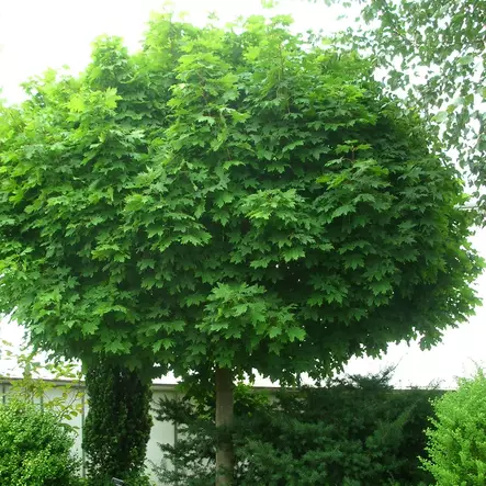 Pallovaahtera Globosum - Koristepuut - 40208 - 1