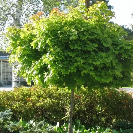 Pallovaahtera Globosum - Koristepuut - 40208 - 2