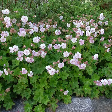 Peittokurjenpolvi Biokovo - Perennat - 72278 - 2