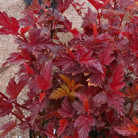 Purppuraheisiangervo Little Angel - Koristepensaat - 46068 - 1