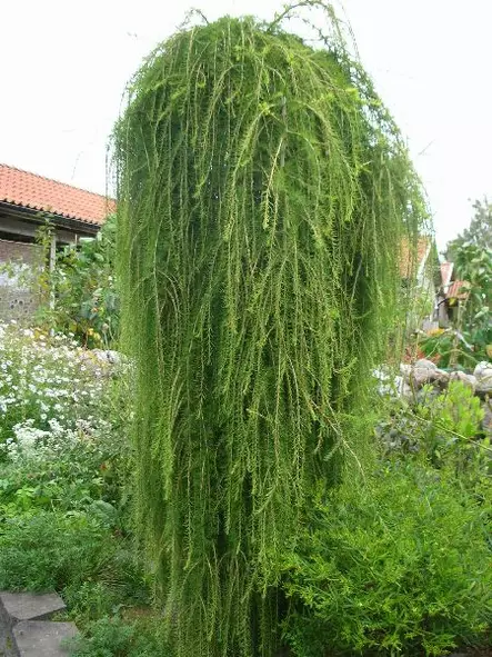 Riippalehtikuusi Stiff Weeper rungolla - Bonsait ja erikoishavut - 61138 - 1