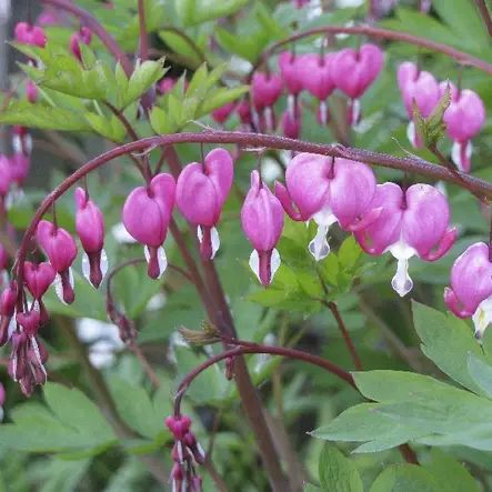 Särkynytsydän - Perennat - 7168 - 1