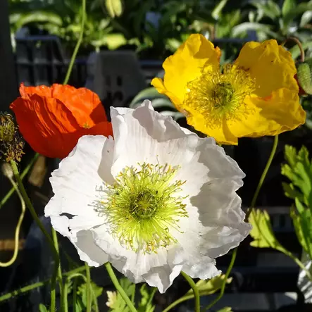 Siperianunikko - Perennat - 7398 - 1