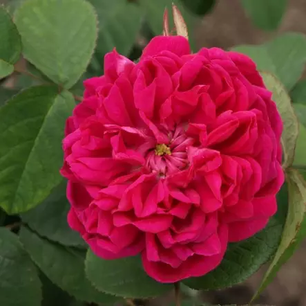 Syysdamaskonruusu Rose de Rescht - Puistoruusut - 2448 - 1