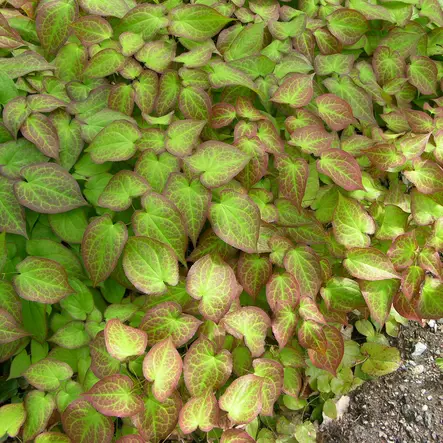 Tarhavarjohiippa - Perennat - 7198 - 1