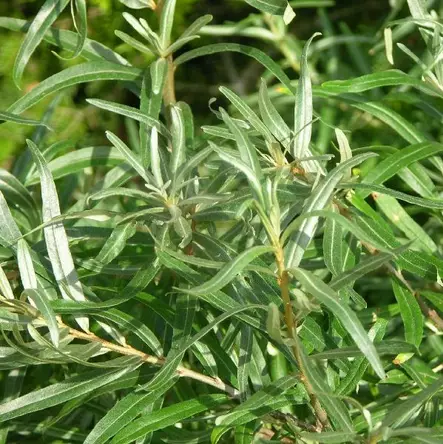 Tyrni Tarmo pölyttäjä - Tyrnit - 45678 - 1