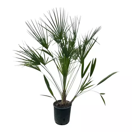 Kääpiöpalmu ø22 cm - Kesä- ja kausikukat - 4738473122528 - 1