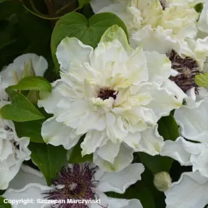 Loistokärhö First Light - Köynnöskasvit - 50958 - 1