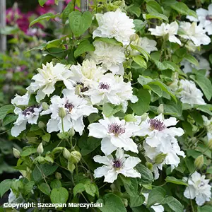 Loistokärhö First Light - Köynnöskasvit - 50958 - 2