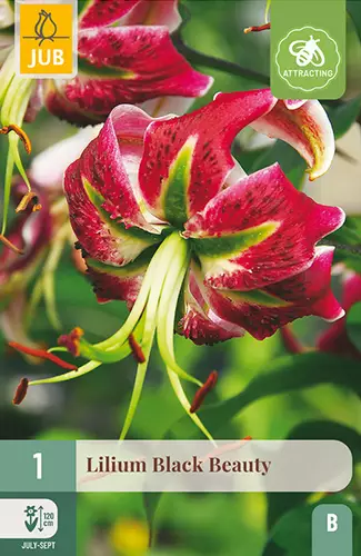 Lilja Black Beauty 1 kpl/pkt - Liljat - 8720873001288 - 1