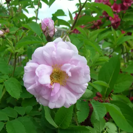 Blandaruusu Herttoniemi - Puistoruusut - 2548 - 1