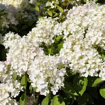 Japaninhortensia Bombshell - Koristepensaat - 45698 - 2