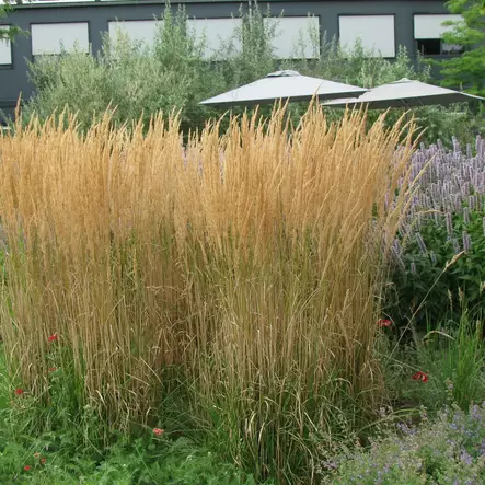 Koristekastikka Karl Foerster - Koristeheinät - 71108 - 2