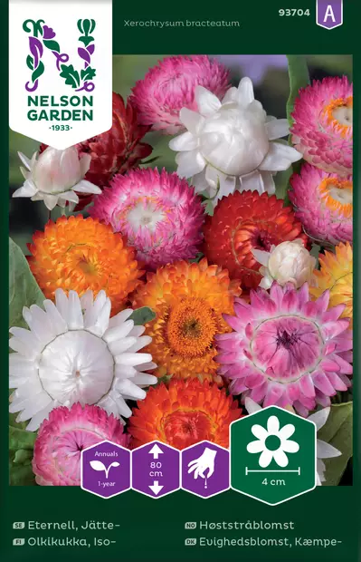 Olkikukka, Iso-, Väriseos - Kukkien ja koristeheinien siemenet - 7312600937048 - 0