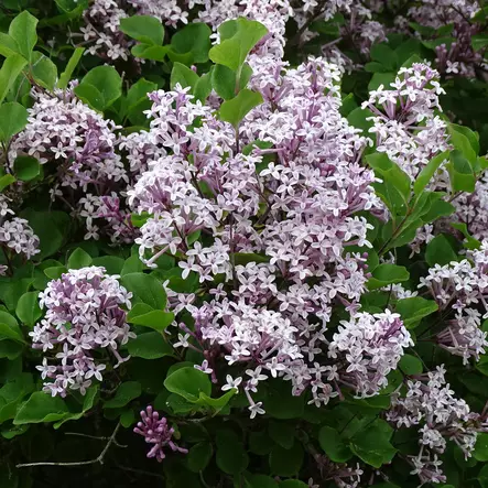 Pallopikkusyreeni Palibin C3 - Koristepensaat - 47308 - 1