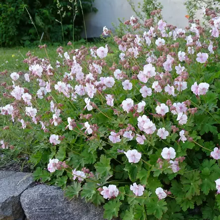 Peittokurjenpolvi Biokovo - Perennat - 72278 - 1