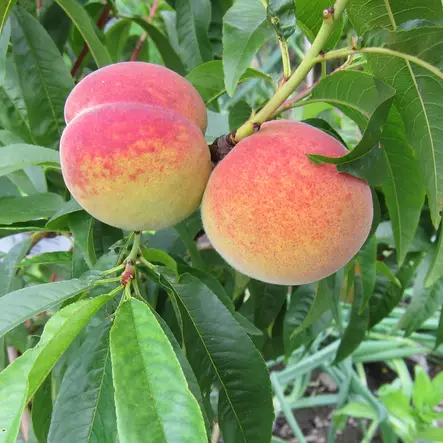 Persikka Frost - Hedelmäpuiden erikoislajikkeet - 1418 - 1