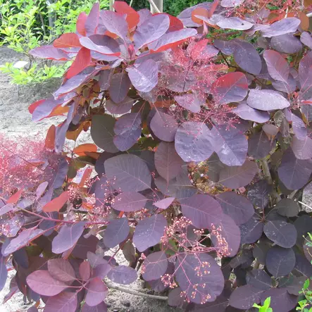 Punaperuukkipensas Royal Purple - Koristepensaat - 45448 - 1