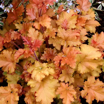 Tarhakeijunkukka Marmalade - Perennat - 72588 - 1