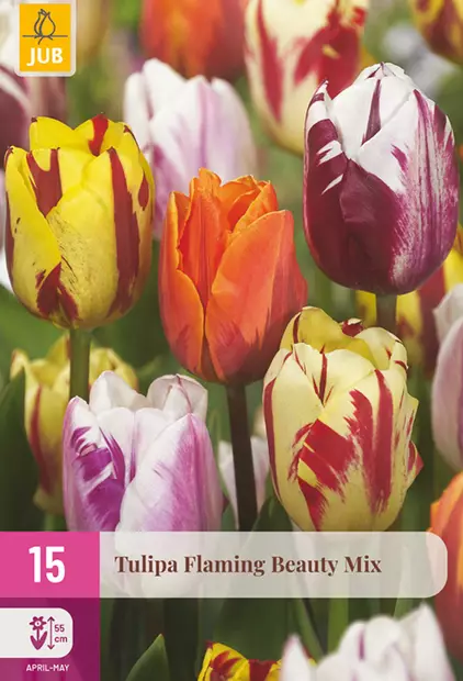 Tulppaani Flaming Beauty Mix 15kpl/pkt - Tulppaanit - 8712438541568 - 1