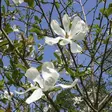 Japaninmagnolia - Koristepensaat - 42968 - 1