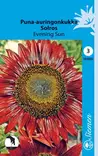 Puna-auringonkukka Evening Sun - Kukkien ja koristeheinien siemenet - 6415151932508 - 1