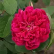 Syysdamaskonruusu Rose de Rescht - Puistoruusut - 2448 - 1
