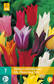 Tulppaani Lily Flowering mix 7 kpl/pkt - Tulppaanit - 8712438505508 - 2