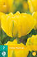 Tulppaani Mariejo 7 kpl/pkt - Tulppaanit - 8712438982408 - 2