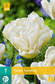 Tulppaani North Cap 7 kpl/pkt - Tulppaanit - 8712438982538 - 2