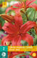 Värililja Asiatic Red 16/18 - Liljat - 8712438520808 - 2
