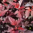 Purppuraheisiangervo Lady in Red - Koristepensaat - 46078 - 1